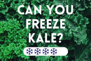 Can You Freeze Kale?