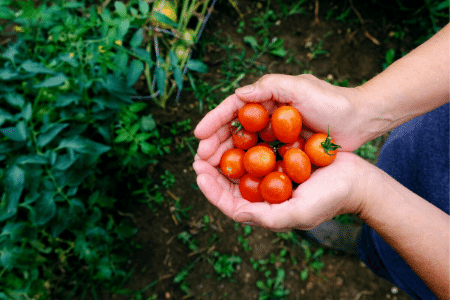 Freezing cherry tomatoes - A gardener with a handful of freshly-picked cherry tomatoes